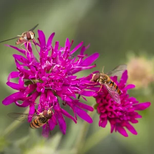 Hover flies on Scabiosa