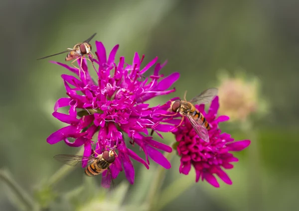 Hover flies on Scabiosa