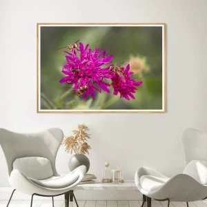 hover flies on Scabiosa frame