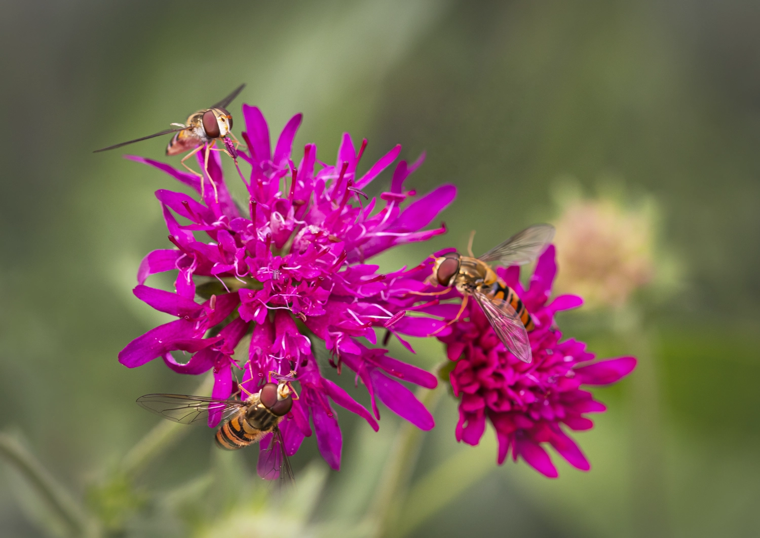 Hover flies on Scabiosa