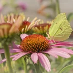 Brimstone on Pink Echinacea