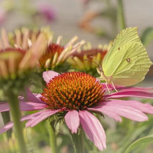 Brimstone on Pink Echinacea