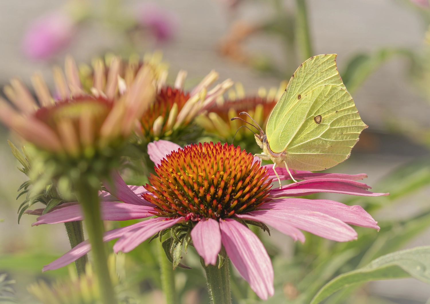 Brimstone on Pink Echinacea