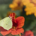 Brimstone on Red nasturtium