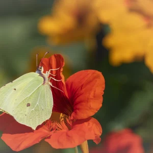 Brimstone on Red nasturtium