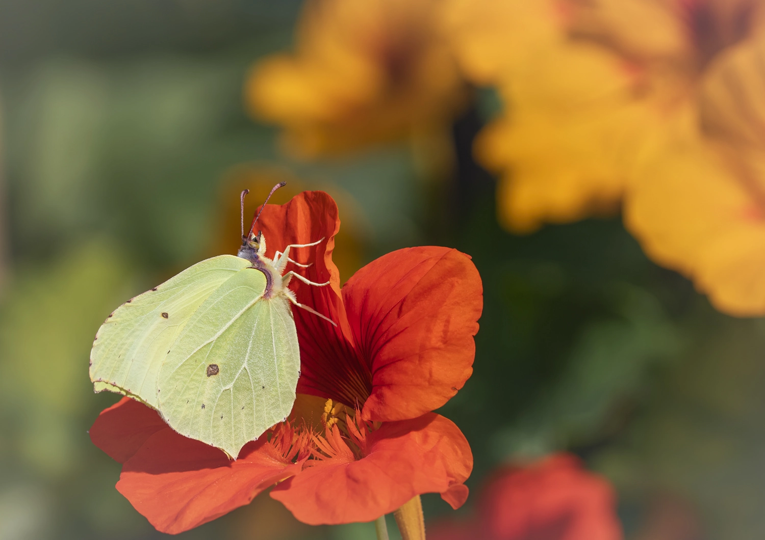 Brimstone on Red nasturtium