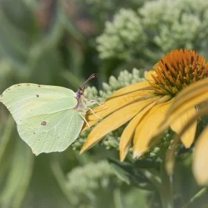 Brimstone on Yellow Echinacea