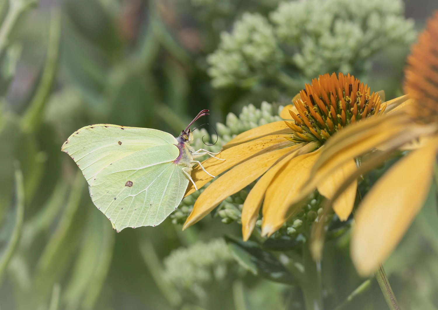Brimstone on Yellow Echinacea