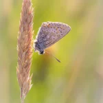 Brown Argus on grass stem