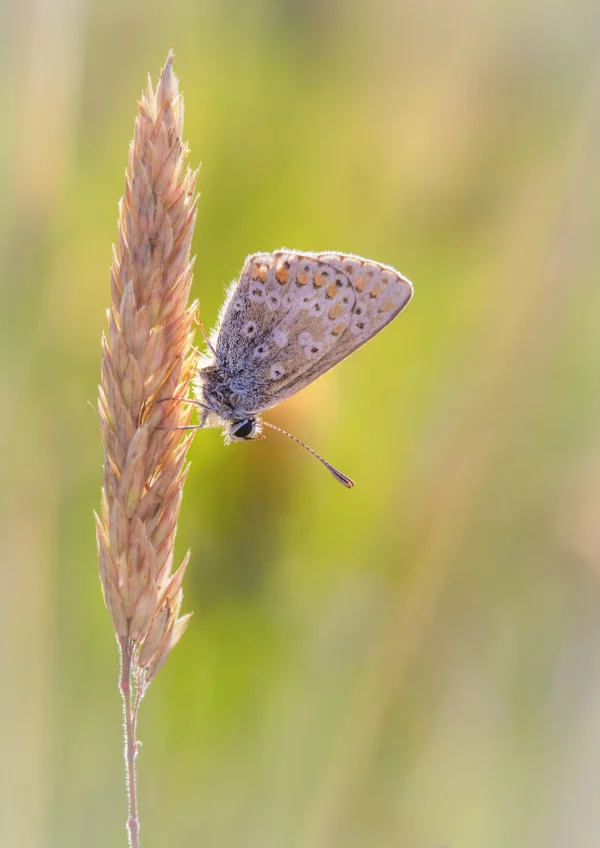 Brown Argus on grass stem