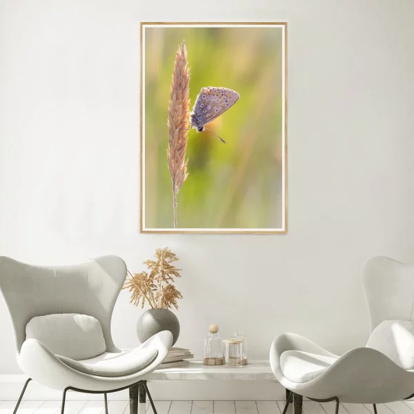 Brown Argus on grass stem frame