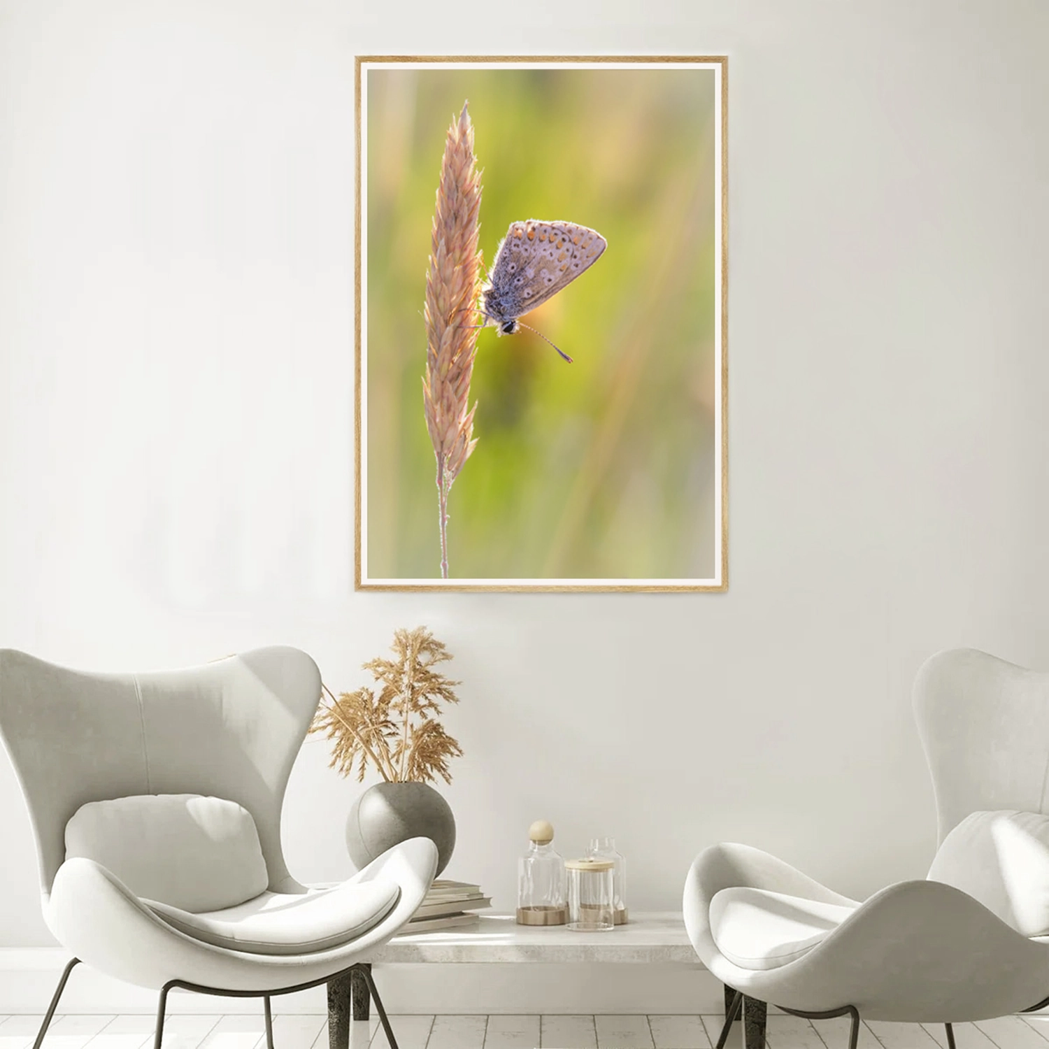 Brown Argus on grass stem frame