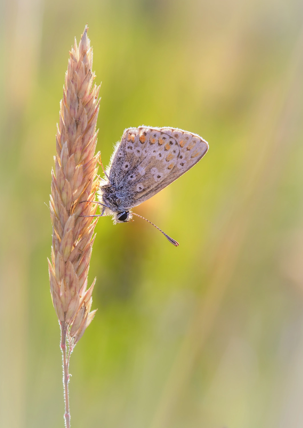 Brown Argus on grass stem