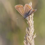 Brown Argus wings