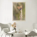 Brown Argus wings frame