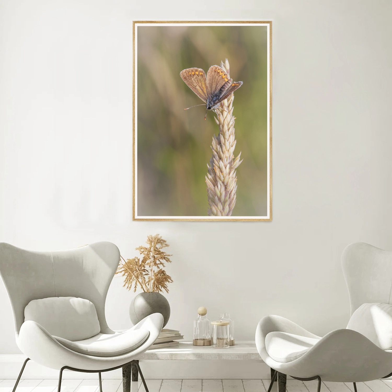 Brown Argus wings frame