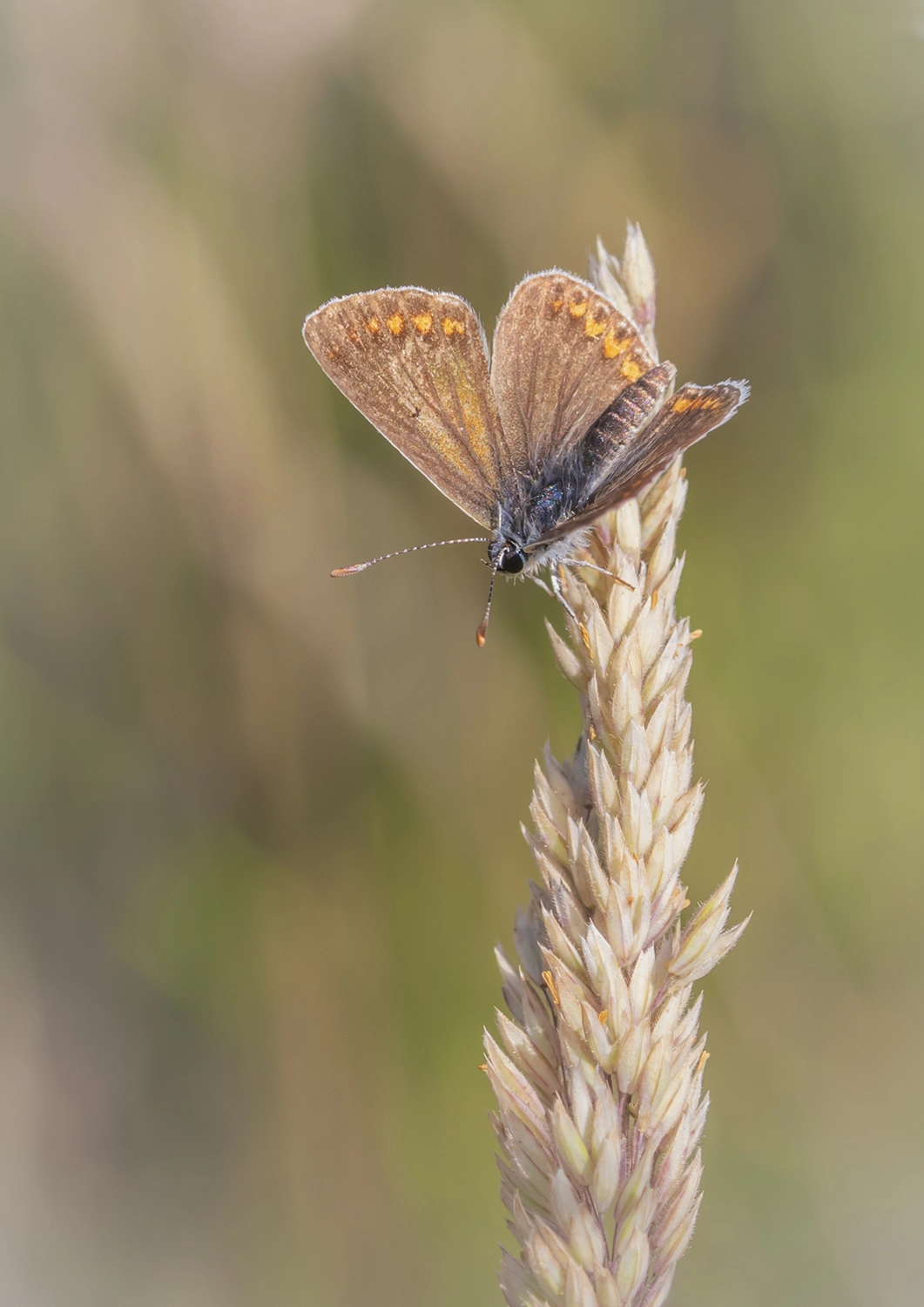 Brown Argus wings