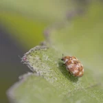Carpet Beetle on a broad leaf