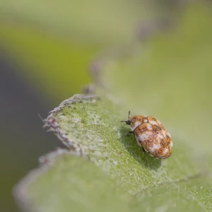 Carpet Beetle on a broad leaf