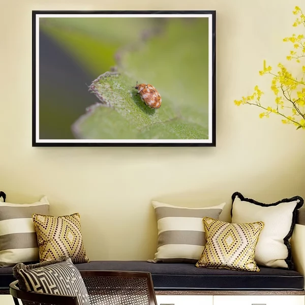 Carpet Beetle: "Wanderer on Green Horizons"