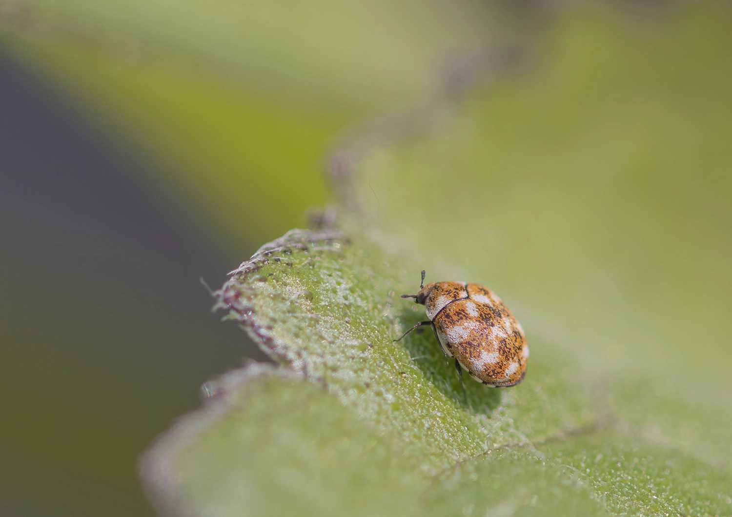 Carpet Beetle on a broad leaf