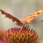 Comma Butterfly portrait