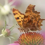 Comma Butterfly portrait wings