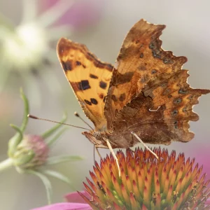 Comma Butterfly portrait wings