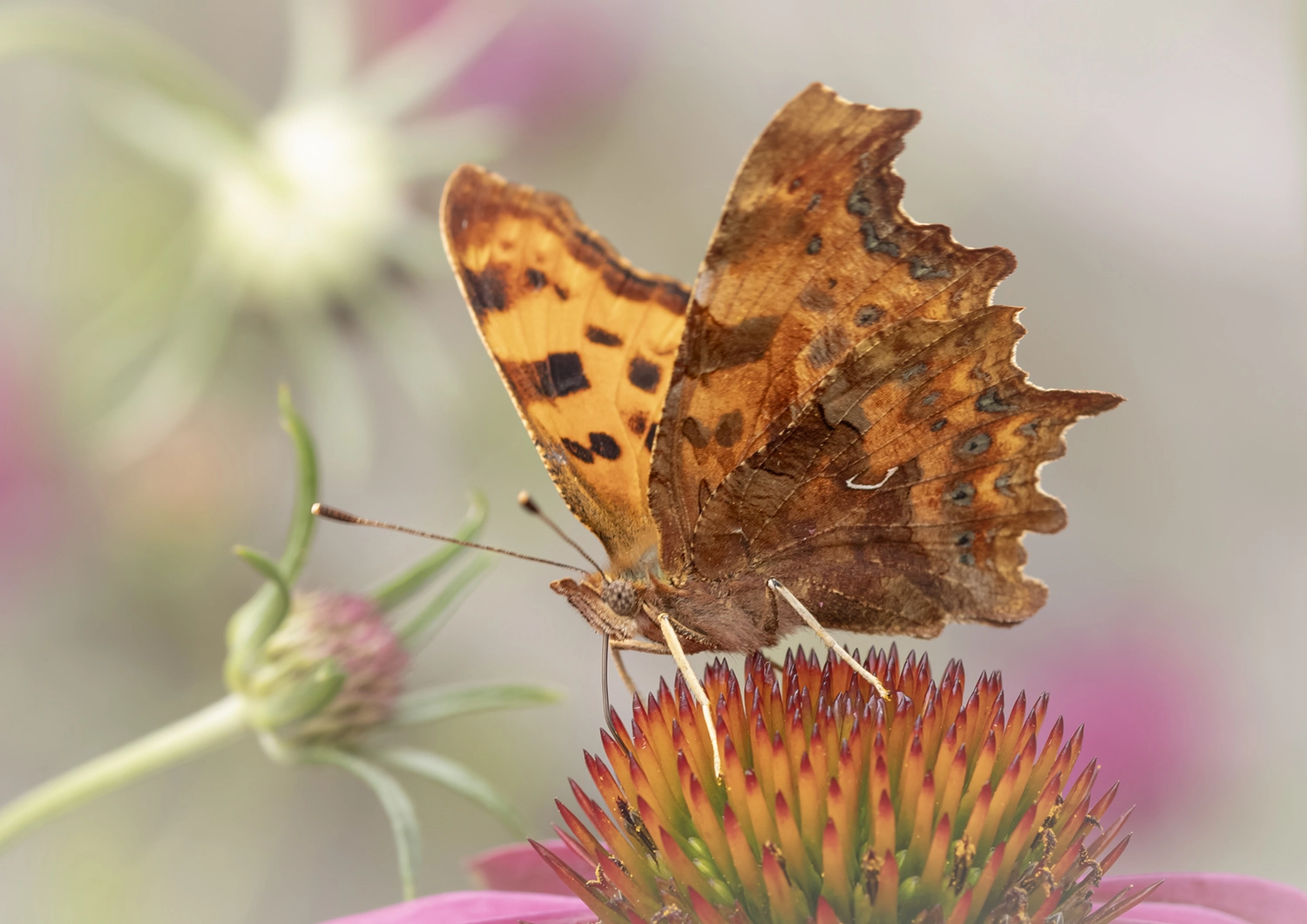 Comma Butterfly portrait wings