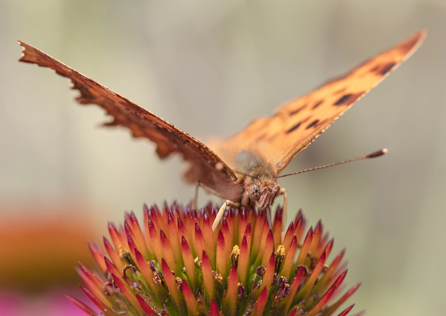 Comma Butterfly portrait