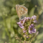 Common Blue