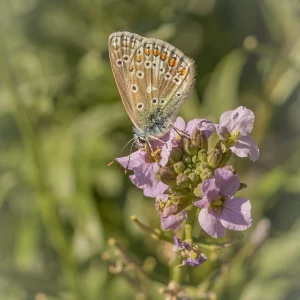 Common Blue