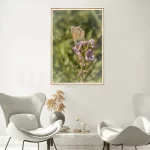 Common Blue frame