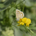 Common Blue on Birdsfoot