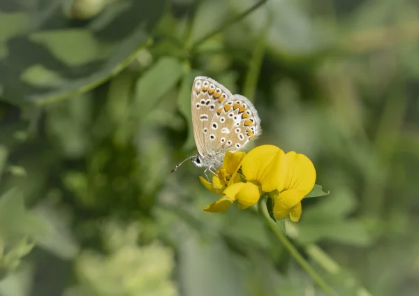 Common Blue on Birdsfoot