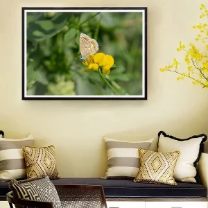 Common Blue on Birdsfoot frame