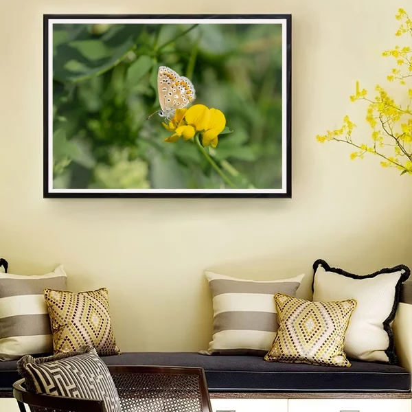 Common Blue on Birdsfoot frame