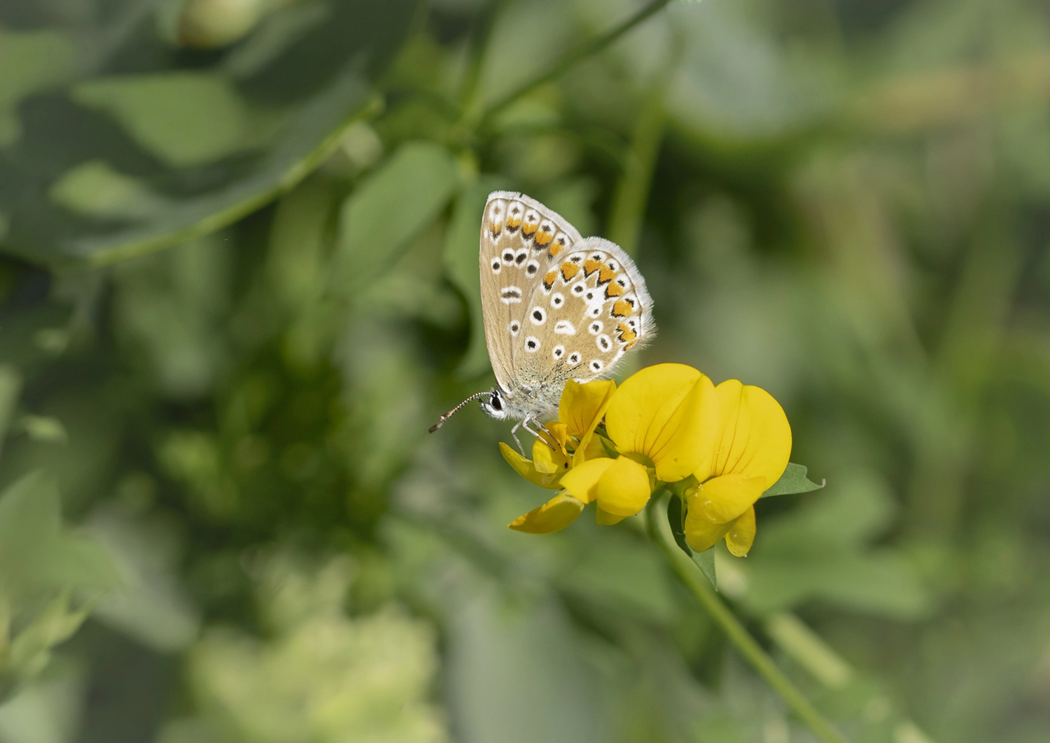 Common Blue on Birdsfoot