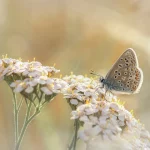 Common Blue on yarrow