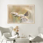 Common Blue on yarrow frame