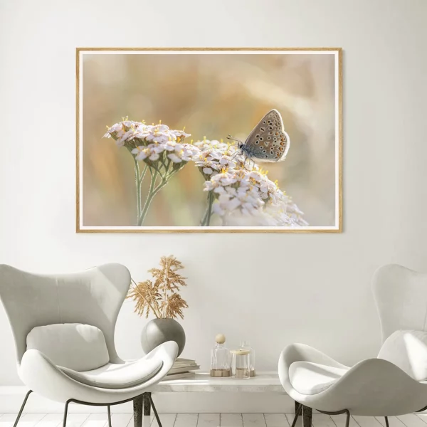 Common Blue on yarrow frame
