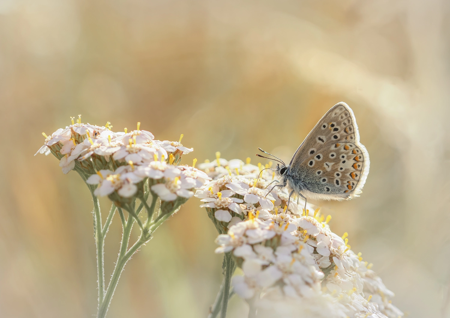 Common Blue on yarrow
