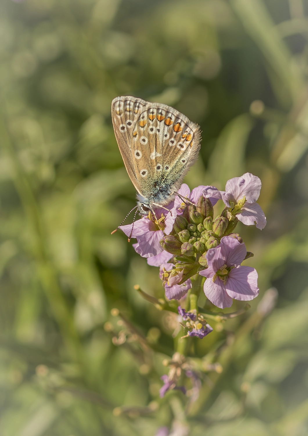 Common Blue