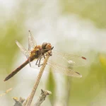 Common Darter in sunlight