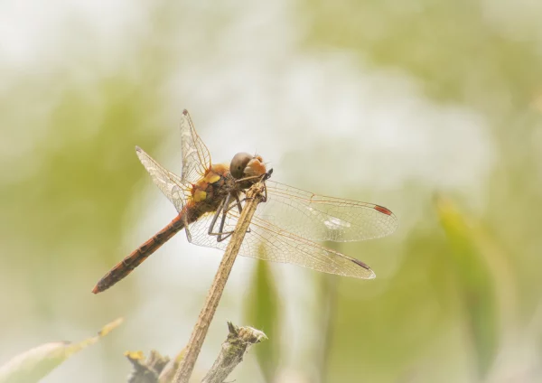 Common Darter in sunlight
