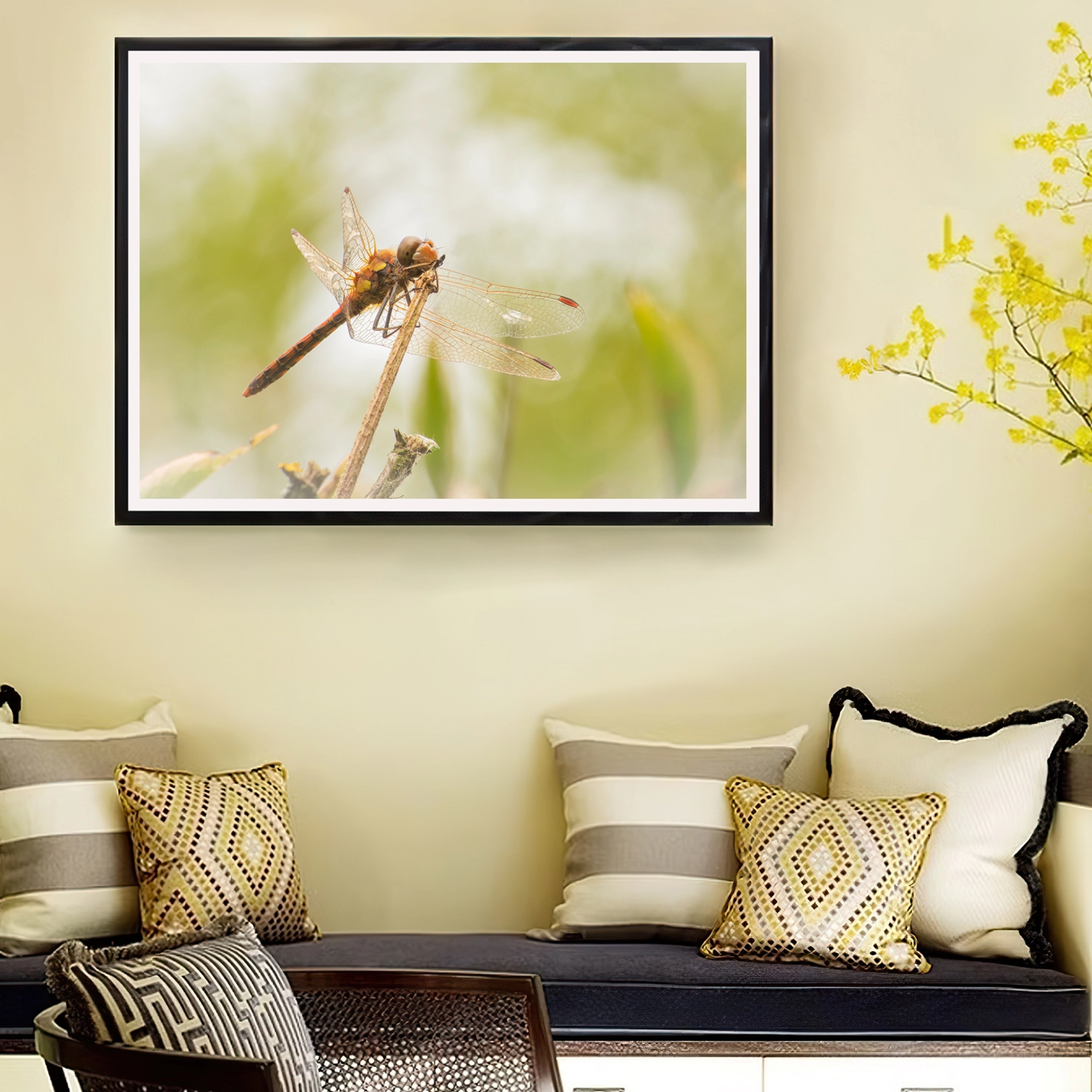 Common Darter in sunlight frame