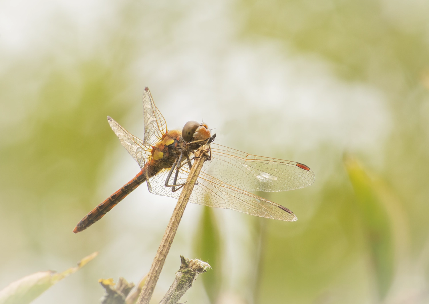 Common Darter in sunlight