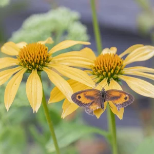 Damaged Gatekeeper on Yellow Echinacea