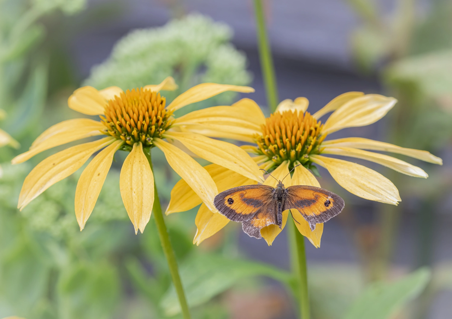 Damaged Gatekeeper on Yellow Echinacea