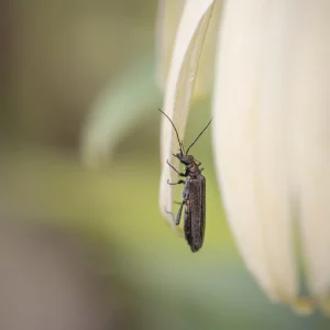 False Blister Beetle